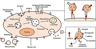 Potential Roles of Muscle-Derived Extracellular Vesicles in Remodeling Cellular Microenvironment: Proposed Implications of the Exercise-Induced Myokine, Irisin